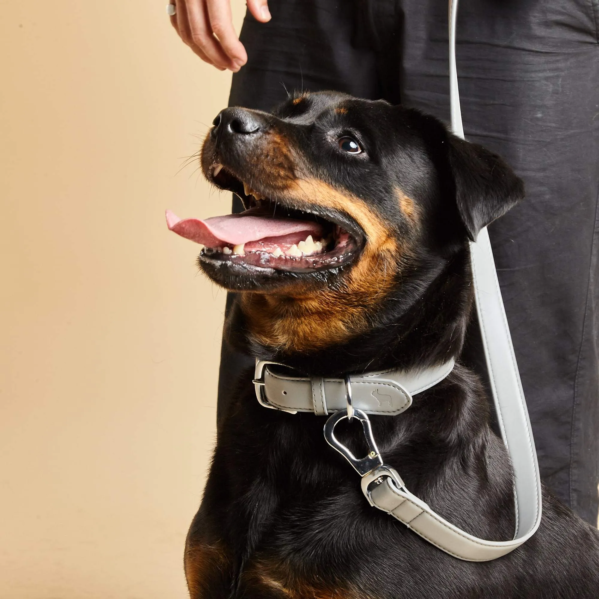 Ash Grey Dog Collar