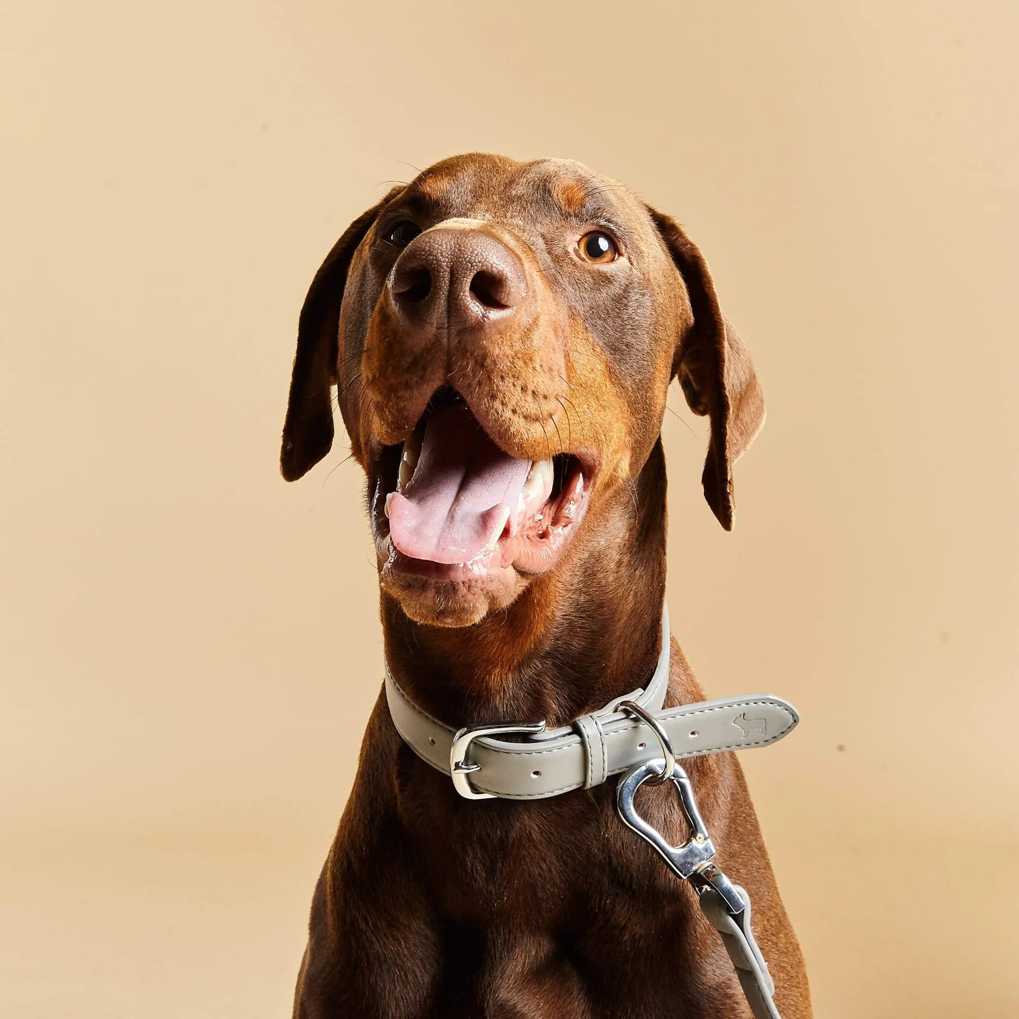 Ash Grey Dog Collar