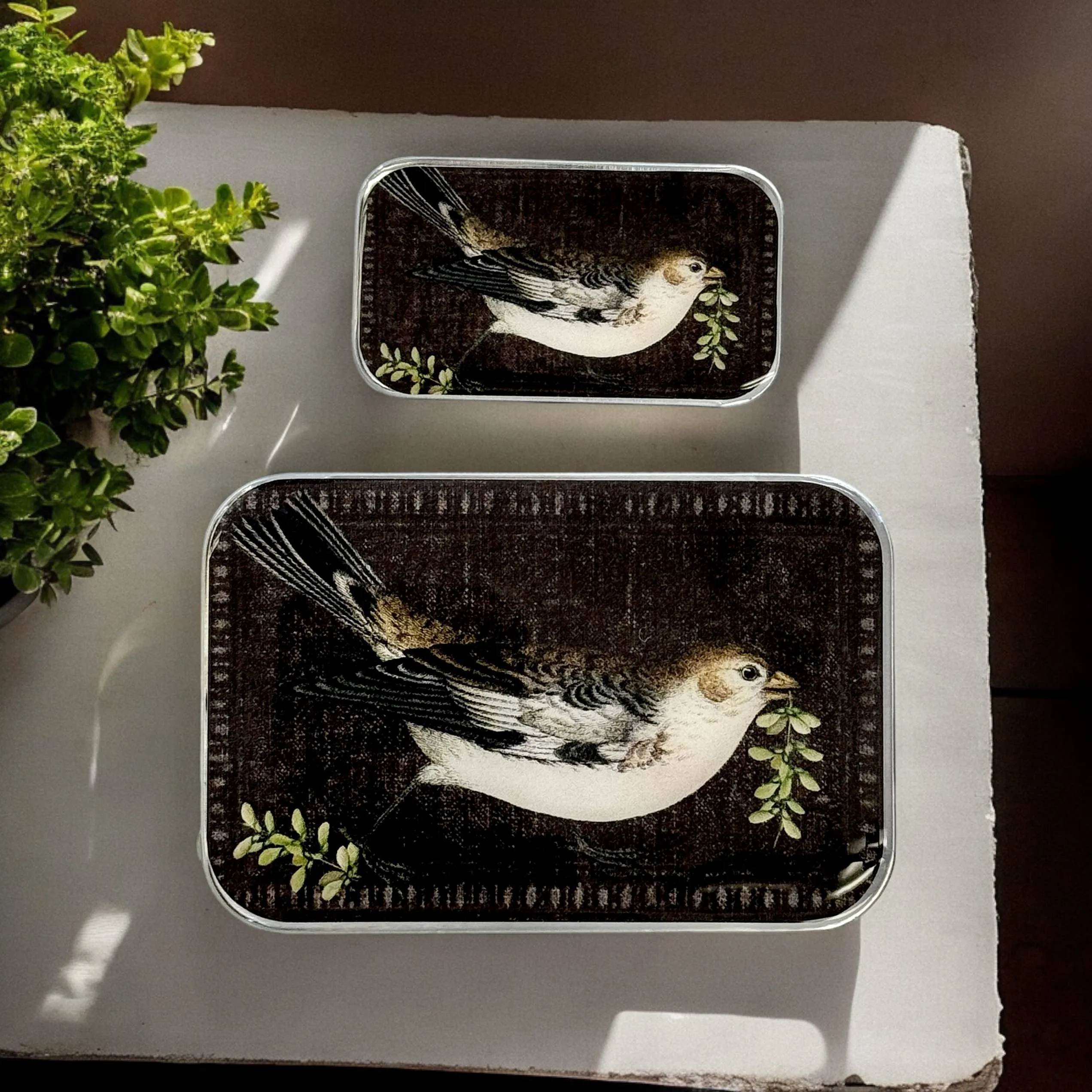 BIRDSONG NOTIONS TIN