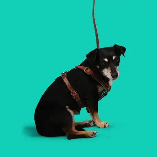 Dog with a Mission Leather Dog Harness-Rock